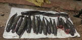 Em três meses, operação apreendeu mais de uma tonelada de pescado ilegal em MT