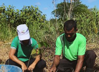 Tropicool irá plantar 1200 árvores frutíferas em 2024 para recuperar áreas devastadas