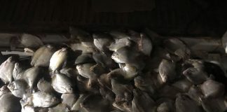 Um homem é detido com 27 quilos de pesca ilegal e é penalizado com uma multa de R$ 7,8 mil em Mato Grosso