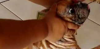 Uma mulher é presa em flagrante durante uma operação para combater os maus-tratos contra animais em Cuiabá