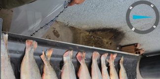 Um homem foi preso pelo transporte ilegal de pescado na região de Santo Antônio do Leverger em Mato Grosso