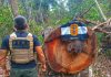 A Polícia Civil desarticula um ponto usado por criminosos para a exploração ilegal de madeira em Mato Grosso