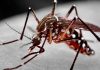 A incidência de casos de dengue e chikungunya em Mato Grosso é significativa; saiba diferenciar cada uma das doenças