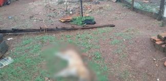 Bulldog é morto eletrocutado após vizinho fazer uma cerca elétrica para impedir a fuga de animais em MT
