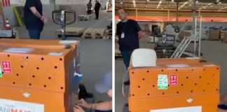 Um cão que deveria ter sido transportado para Sinop morreu devido a um problema no transporte aéreo da Gol