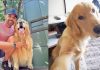 Golden retriever, que morreu durante voo da Gol, foi velado antes da cremação no último sábado em MT