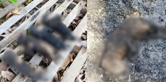 Mais de dez gatos morreram carbonizados após um incêndio em um terreno baldio em VG; A associação pede ajuda
