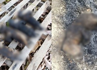 Mais de dez gatos morreram carbonizados após um incêndio em um terreno baldio em VG; A associação pede ajuda