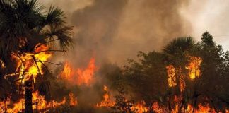 Mato Grosso lidera o ranking nacional e registra mais de 7,7 mil focos de incêndio