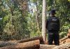 Uma operação em MT recuperou cargas de madeira ilegal e prendeu seis pessoas em flagrante