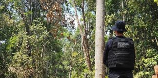 Uma operação em MT recuperou cargas de madeira ilegal e prendeu seis pessoas em flagrante