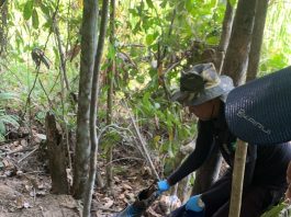 A Polícia Civil prendeu uma mulher acusada de homicídio e ocultação de cadáver em Juína