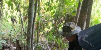 A Polícia Civil prendeu uma mulher acusada de homicídio e ocultação de cadáver em Juína