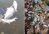 A Sema está investigando a morte de centenas de peixes encontrados flutuando próximo à usina; confira o vídeo