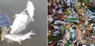 A Sema está investigando a morte de centenas de peixes encontrados flutuando próximo à usina; confira o vídeo