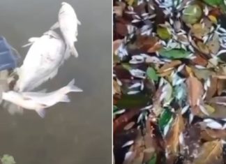 A Sema está investigando a morte de centenas de peixes encontrados flutuando próximo à usina; confira o vídeo