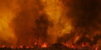 O governo federal autorizou a contratação de brigadistas temporários em 14 cidades de Mato Grosso: veja