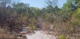 Um corpo de homem foi encontrado em uma cova rasa em uma área de mata no interior de MT
