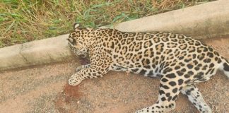 Uma Onça-pintada foi encontrada morta em um trecho da rodovia MT-325