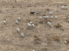 A Polícia Civil está investigando maus-tratos a bovinos em propriedades rurais em Mato Grosso