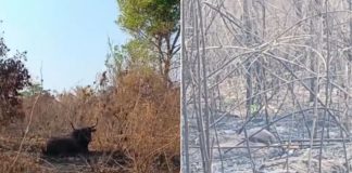 Animais do Pantanal sofrem com a falta de alimentos devido à seca extrema e aos incêndios florestais