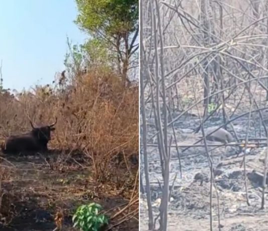 Animais do Pantanal sofrem com a falta de alimentos devido à seca extrema e aos incêndios florestais