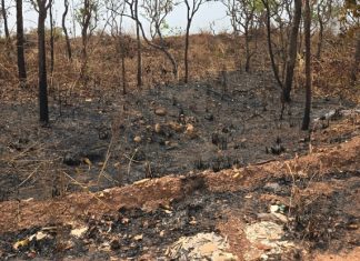 A Polícia prendeu, em flagrante, homem que ateou fogo em mata próxima a condomínio residencial em MT