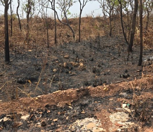 A Polícia prendeu, em flagrante, homem que ateou fogo em mata próxima a condomínio residencial em MT