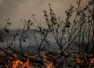 Em apenas um ano, o governo aplicou mais de R$ 1,1 bilhão em multas por crimes ambientais