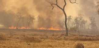 Um incêndio de grandes proporções atinge uma fazenda e os trabalhadores são resgatados sob uma cortina de fumaça em MT; Confira o vídeo