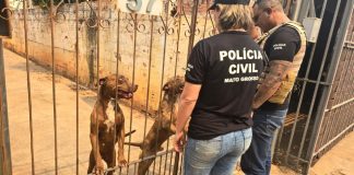 Cães da raça pitbull são resgatados de casa com ferimentos e a tutora é presa na capital