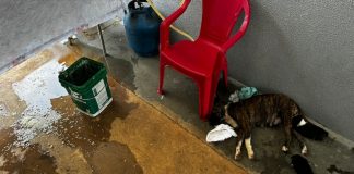 Uma foragida por tráfico de drogas foi presa por maus-tratos a animais em MT; veja vídeo