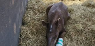 Animais que foram vítimas das queimadas são transferidos para a base de atendimento devido ao risco iminente de incêndios em MT