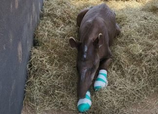 Animais que foram vítimas das queimadas são transferidos para a base de atendimento devido ao risco iminente de incêndios em MT