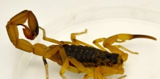 Aumenta o número de acidentes envolvendo animais peçonhentos em Cuiabá