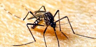 A SES alertou para o combate ao mosquito Aedes aegypti durante os períodos de chuvas; 36 mortes ocorreram por dengue