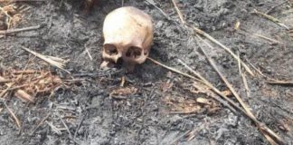 Um ciclista encontrou um cadáver carbonizado perto de uma trilha em uma região de mata em MT