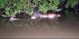 Um pescador sentiu um cheiro estranho e encontrou um cadáver em decomposição flutuando em rio em MT