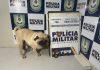 Uma mulher foi presa suspeita de sequestrar cachorro e cobrar dona de um pet shop em Cuiabá