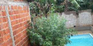 A Força Tática prendeu um traficante de drogas e uma plantação de 17 pés de maconha em Cuiabá