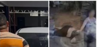 Suspeito de matar maranhense a tiros é preso; homem é do Pará e é conhecido da polícia