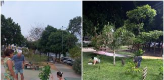 Moradores se juntam em iniciativa para adotar árvores e arborizar praça de Cuiabá: “plantamos mais de 80 mudas”