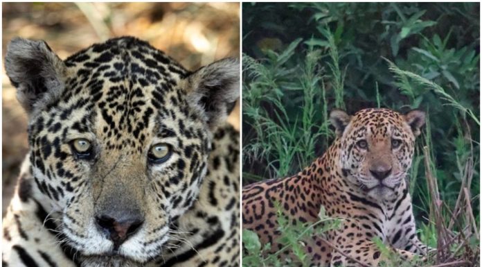 Apostando na chance do Brasil no Oscar, duas onças do Pantanal de Mato Grosso ganham os nomes de “Fernanda” e “Walter”