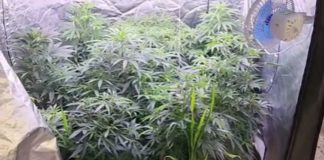 Um homem de 40 anos foi detido ao ser flagrado cultivando cannabis em sua residência