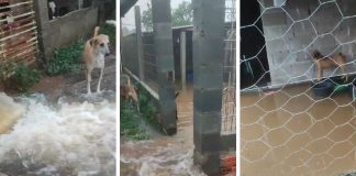 Chuvas intensas alagam abrigos de animais em VG e deixam dezenas de cães sem abrigo: confira vídeo