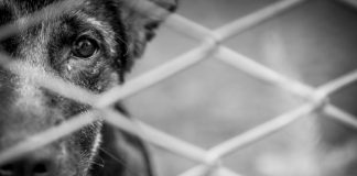 Relato de maus-tratos salva três cães; um deles estava ferido e coberto de larvas em MT