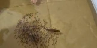 Pescador capta imagens de peixes se movendo em sua residência inundada devido a uma enchente na área do Araguaia; assista ao vídeo