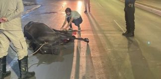 Égua foi atropelada em VG e precisou ser sacrificada; confira vídeo