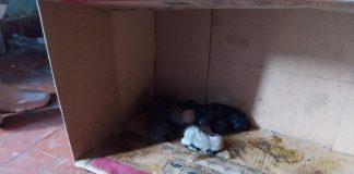 Mulher de 37 anos é presa por maus-tratos contra cachorros em casa no Duque de Caxias