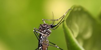 MT é a unidade federativa que registra o maior quantitativo de casos de chikungunya no Brasil; o número de mortes aumenta para 12